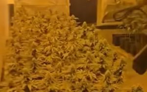 Разкриха високотехнологична наркооранжерия край Садово: Задържани са двама мъже
