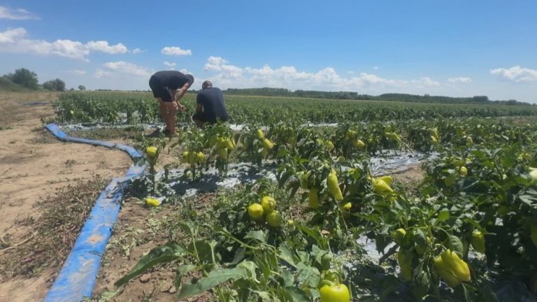 Реколта под вода и лед: Защо земеделците остават без компенсации след бурите?