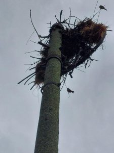 Спасиха три малки щъркелчета след буря в добричкото село Полковник Свещарово