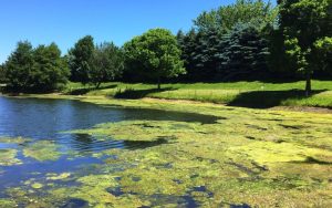 Невиждан цъфтеж на водорасли покри река Тур в Швейцария