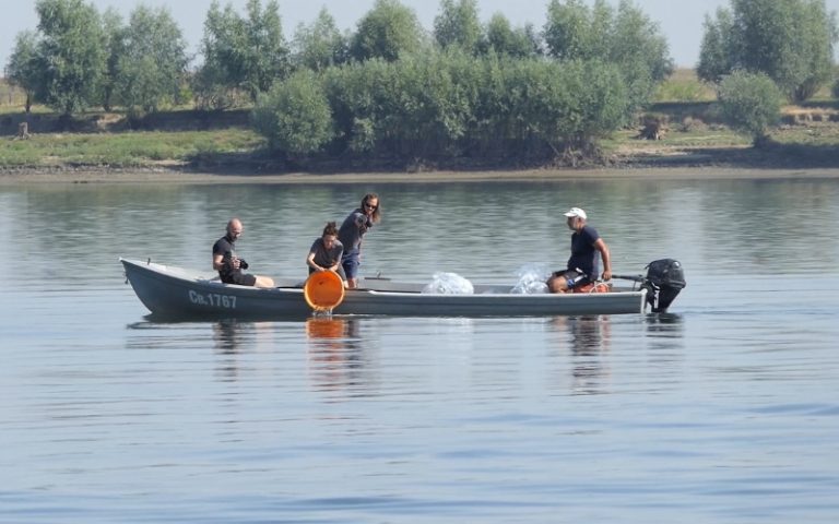 Зарибяват Дунав с 10 000 руски есетри край село Гомотарци Зарибяват Дунав с 10 000 руски есетри край село Гомотарци