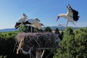 Хърватското село Чигоч: Уникален пример за хармонично съжителство между хора и бели щъркели
