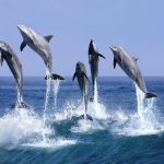 Военните учения убиват ли делфините в Черно море