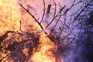 Пожар в изоставени лозя край Първомай – 11 екипа огнеборци се борят с пламъците