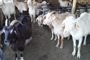 Семейство в ловешкото село Стефаново е заразено с антракс, потвърди втора проба