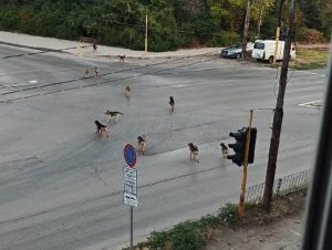 Глутница кучета тревожи жители на „Студентски“ и „Изгрев“
