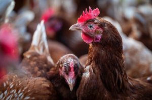 Около 34 000 пилета загинаха при пожар в птицеферма край Чирпан