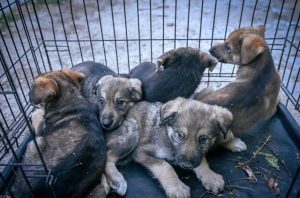 Заловиха 6 кучета от глутницата в столичните „Изгрев“ и „Студентски“, спасиха и 5 малки (Снимки)