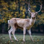 Общо 46 943 са благородните елени в България