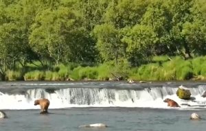 В Аляска честват апетита на 2200 кафяви мечки