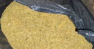 В Столипиново откриха цех с около 170 кг тютюн