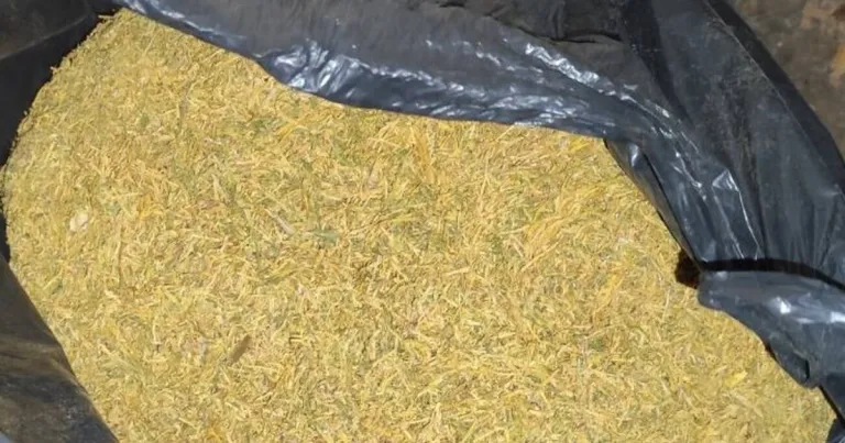 В Столипиново откриха цех с около 170 кг тютюн В Столипиново откриха цех с около 170 кг тютюн