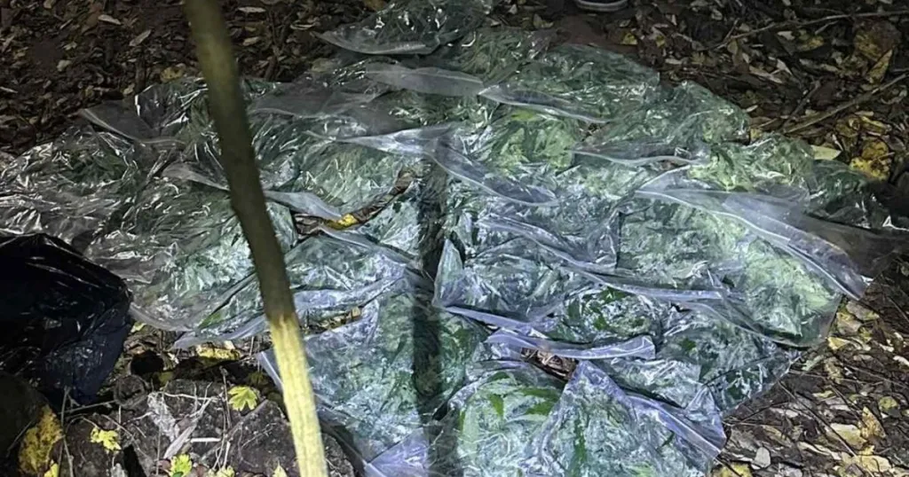 Обвиняемият за 2256 грама марихуана край Килифарево е с парична гаранция