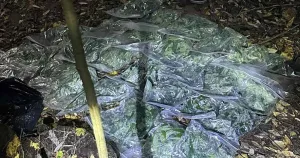 Обвиняемият за 2256 грама марихуана край Килифарево е с парична гаранция