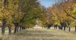 Вносът за около 4 евро натиска орехопроизводителите в Голямо Дряново