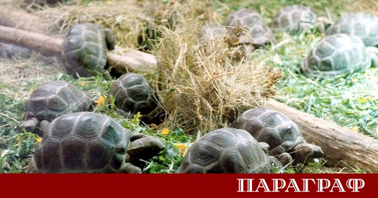Учени от САЩ разкриха как каретите вид морски костенурки успешно
