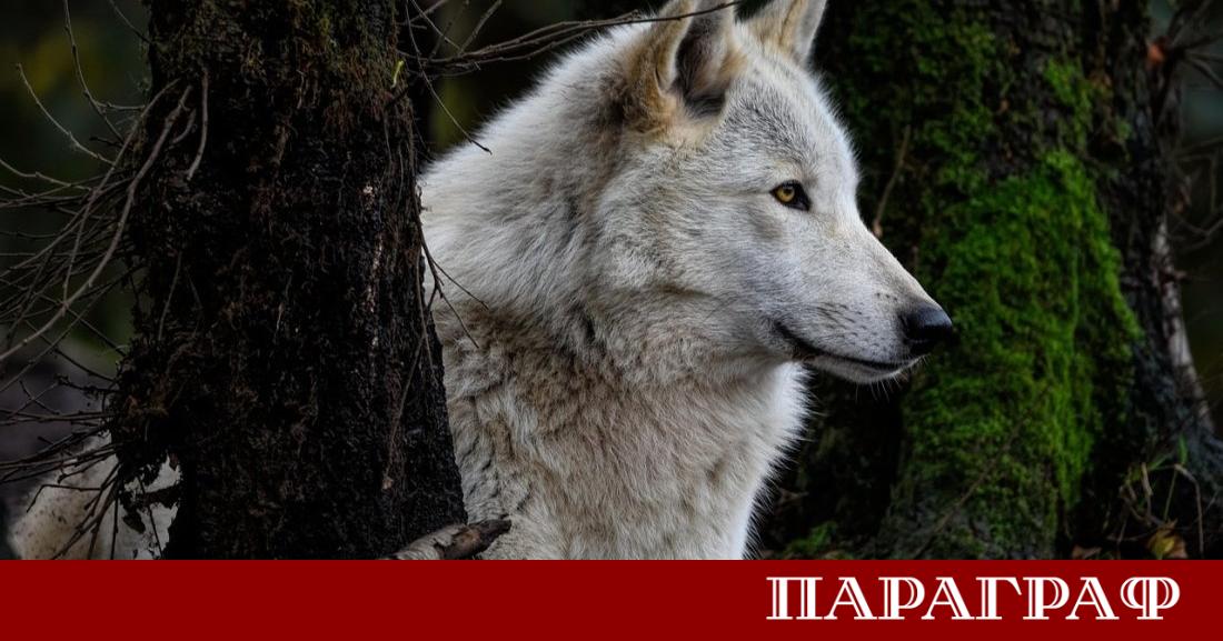 Учени от Канада са свидетели на първото известно използване на