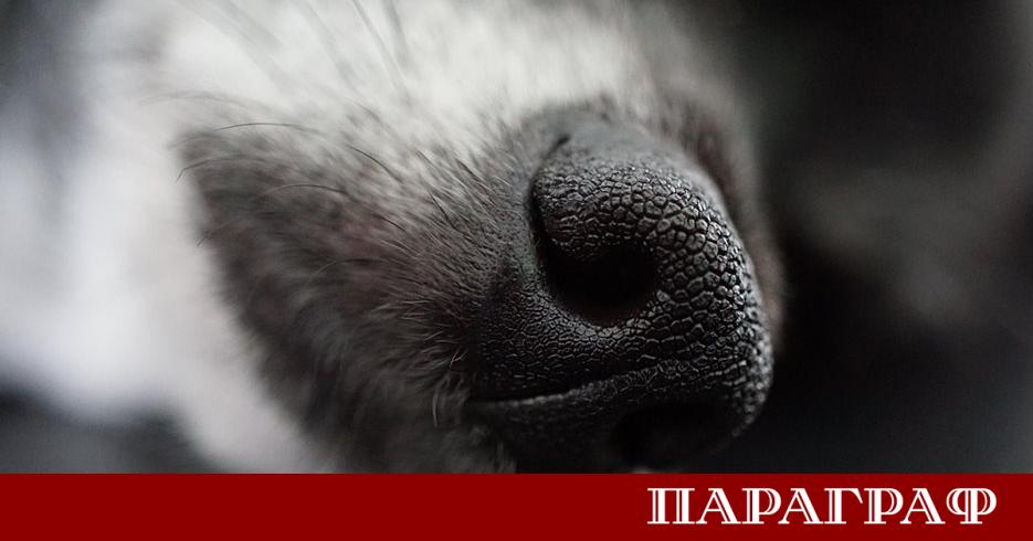 Ново проучване разкрива изненадващи генетични връзки между домашните кучета и