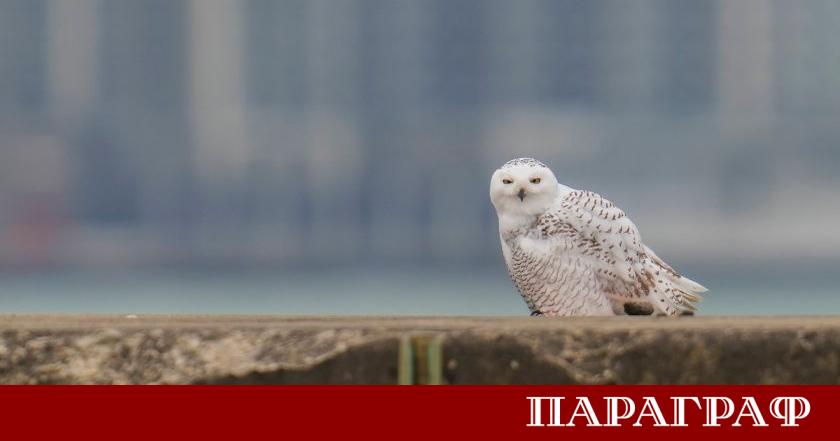 Двойка полярни сови забелязани край плажа на езерото Мичиган предизвика