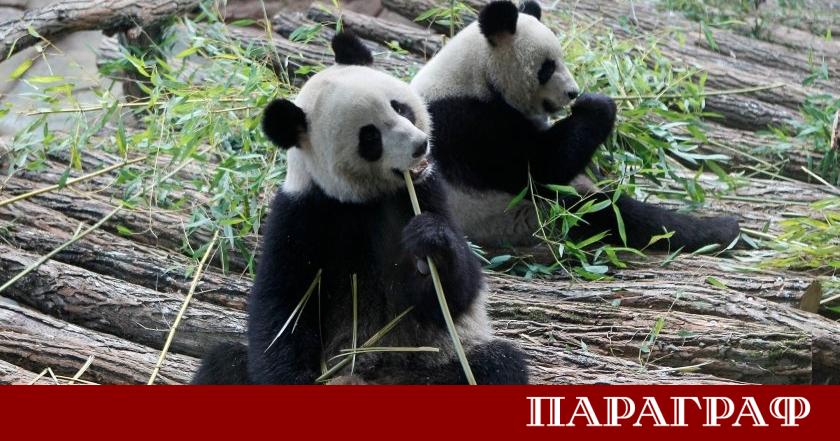 Франция се сбогува с единствените си две панди Хуан Хуан