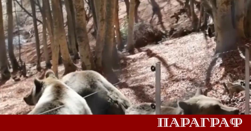 Планинските селища в Гърция отново са под обсада Местни жители