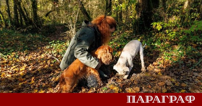 Европейският съюз въвежда нови строги правила за домашните любимци Предстои