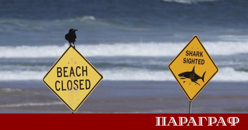 Трагичен инцидент разтърси австралийското източно крайбрежие Акула нападна къпещи се