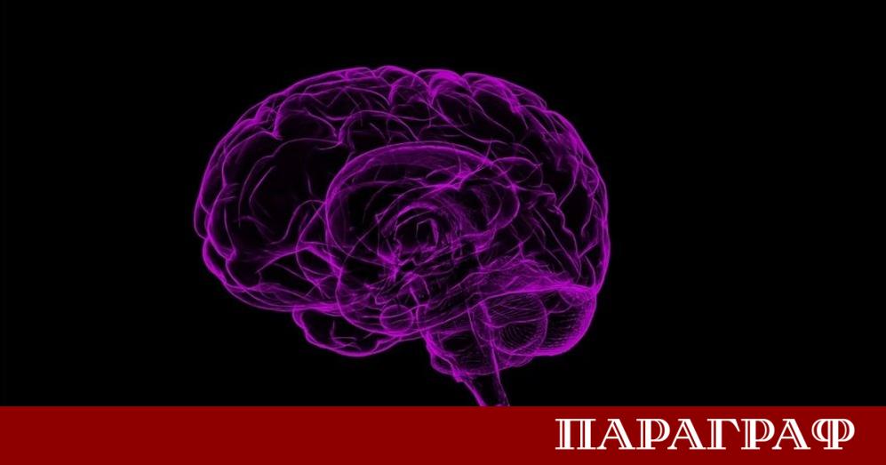 Мозъкът ни преминава през пет различни фази на развитие като