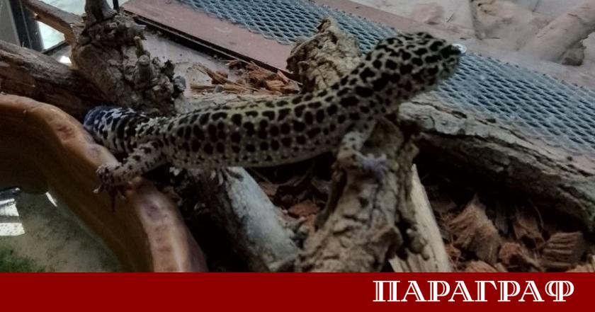 Агенция Митници официално предаде спасени от контрабанда леопардови гекони и
