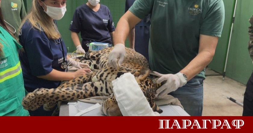 История с щастлив край ранен ягуар спасен през октомври беше