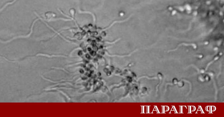 Плесен открита в зоната на ядрената катастрофа в Чернобил може