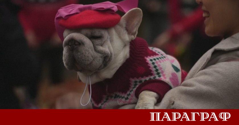 Лондон стана домакин на необичайно коледно шествие Стотици кучета и