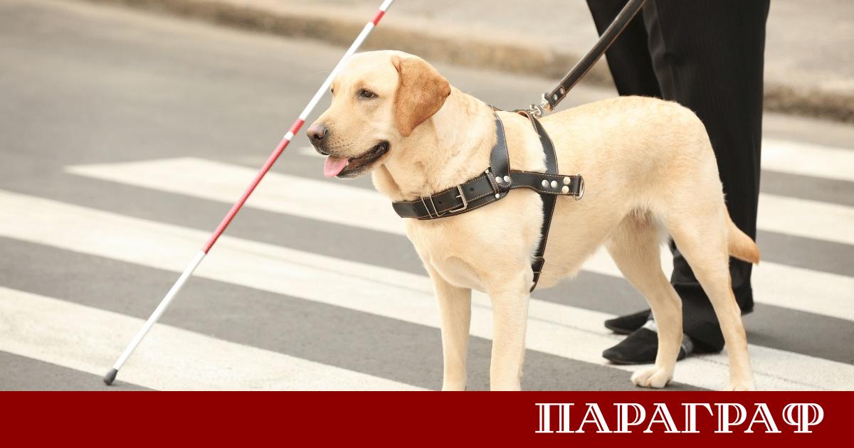 Гръцка неправителствена организация НПО Liberty Guide Dogs предлага безплатно обучение