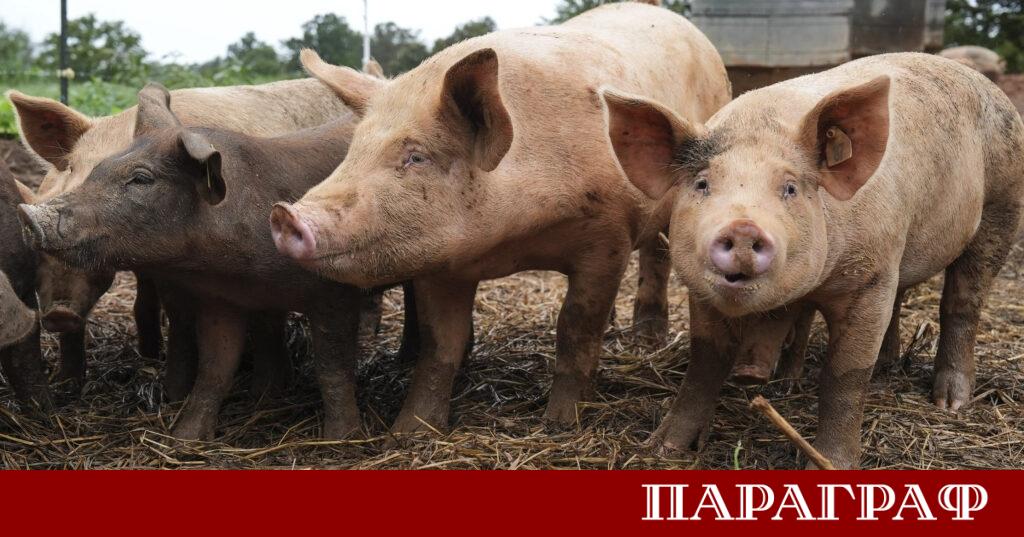 Испания е изправена пред критична фаза в борбата с африканската