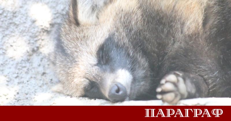 Необичаен инцидент разсмя жителите на Ашланд Вирджиния Енот е бил