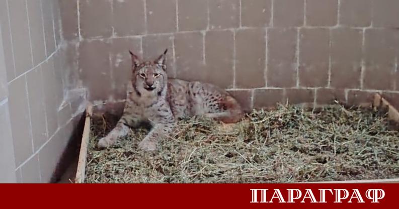 Зоопаркът в Стара Загора отбелязва безпрецедентно събитие – раждането на