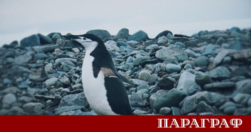 Документалният филм на БНТ Едно ледено лято дело на Мария