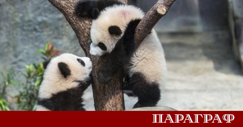Китай ще изпрати две нови панди във Франция Те ще