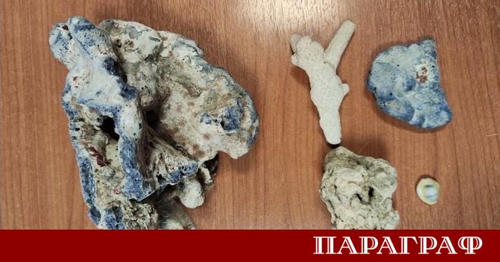 Митнически служители на Летище София задържаха четири морски корала от