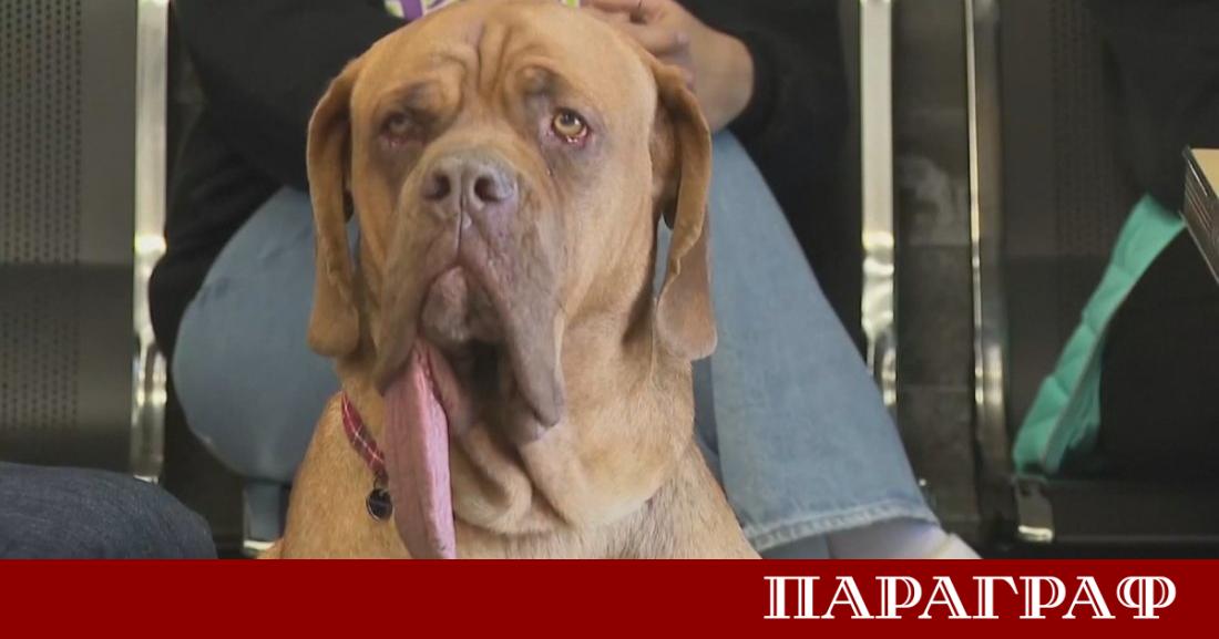 Четиригодишният Ози впечатляваща кръстоска между френски мастиф и булмастиф официално