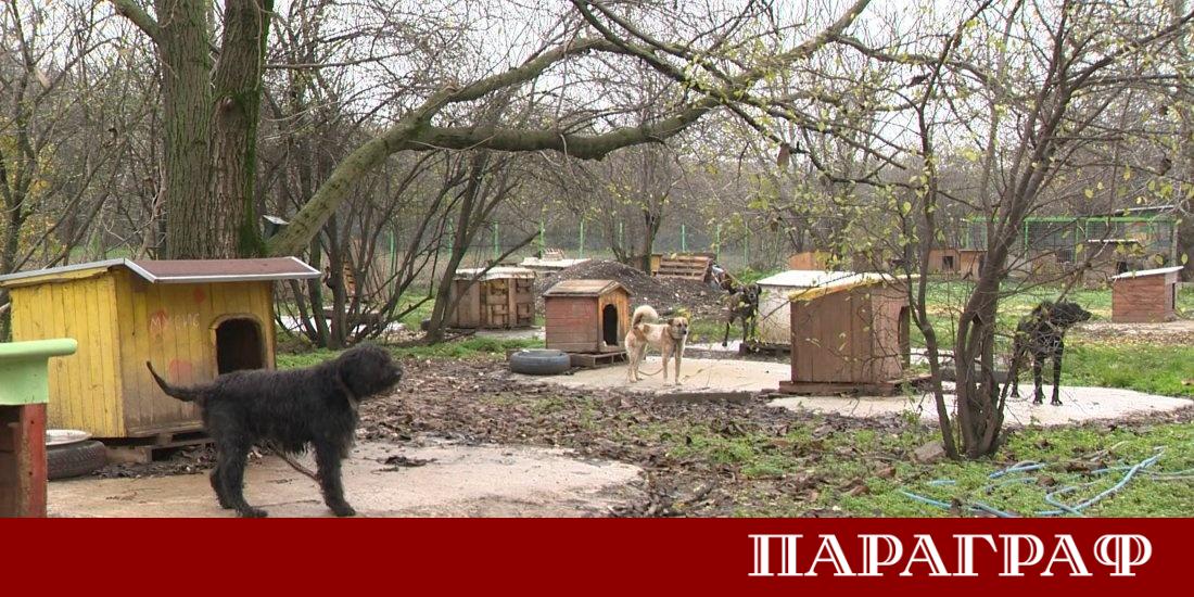 Деца от Русе четоха приказки на кучета от местния общински