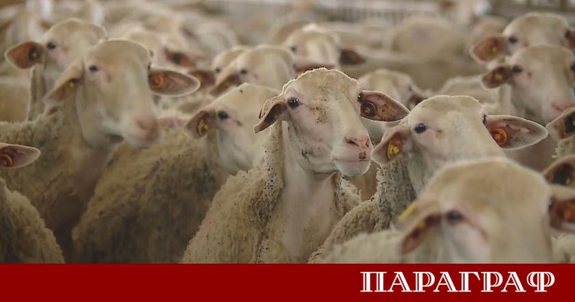 Хърватия потвърди първи случаи на чума по дребните преживни животни