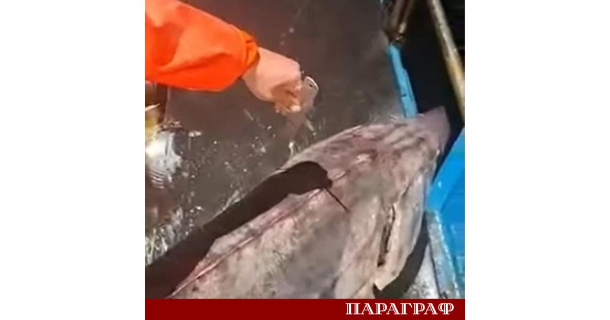 Екипажът на риболовния кораб ПМ 085 Свети Никола направи забележителен