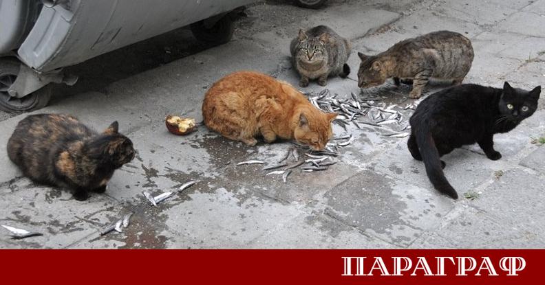 Ново изследване от Германия и Италия разкрива изненадваща подробност за