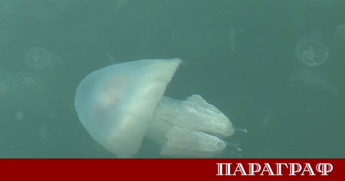 Множество медузи се появиха в акваторията на Морската гара във