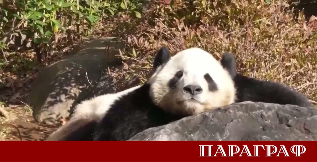 Япония ще остане без панди за пръв път от половин