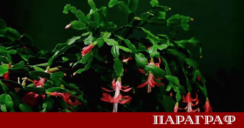 Коледничето известно и като коледен кактус е символ на любов