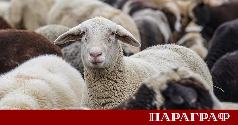 Огнище на болестта син език е регистрирано в животновъден обект