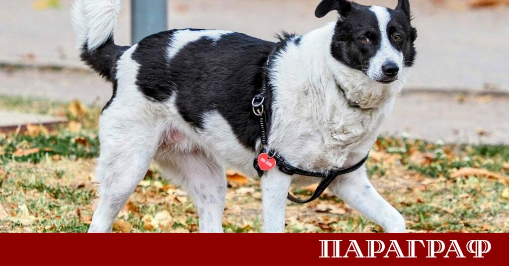 Европейският съюз предприема исторически стъпки за подобряване хуманното отношение към