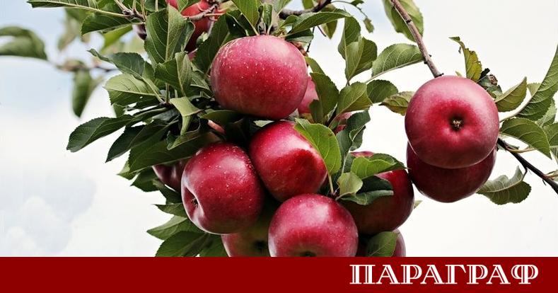 Българското земеделие е изправено пред сериозни предизвикателства На пазара доминират